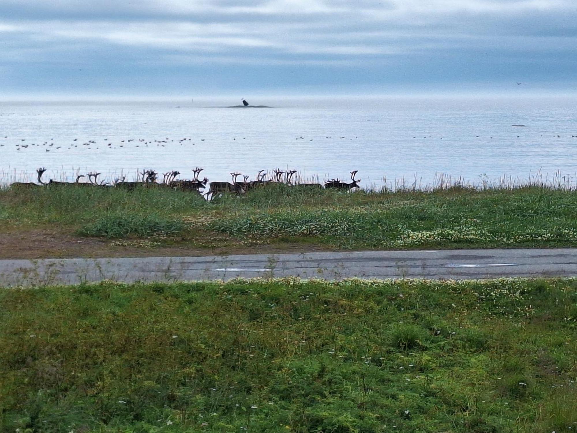 Feriehus Ved Barentshavet - Holiday Home By The Barents Sea Ytre Kiberg Екстер'єр фото